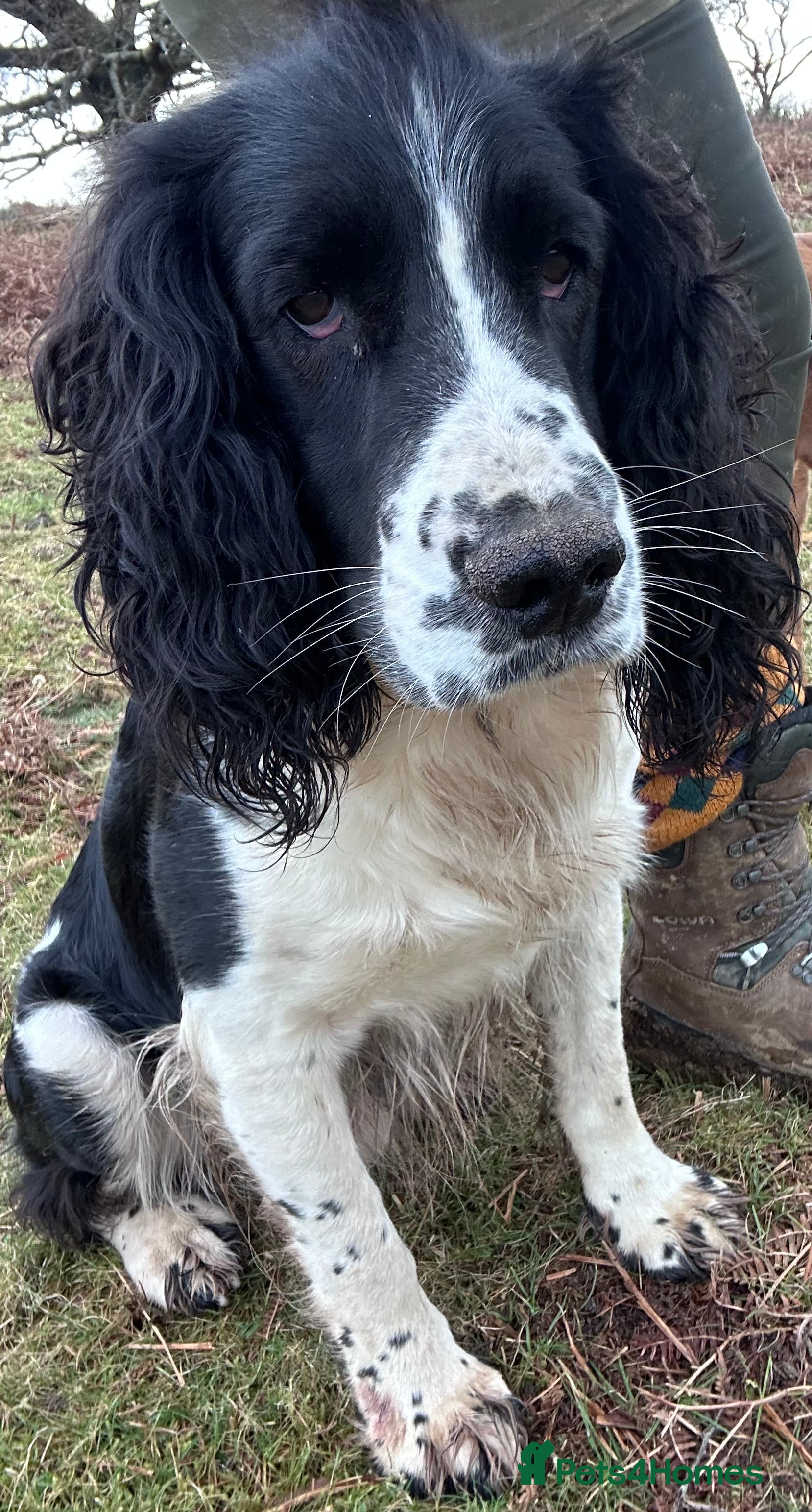 English Springer Spaniel dogs Solid Black and white traditional springer  in Tavistock - Advert 3