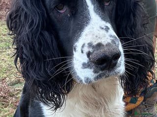 English Springer Spaniel dogs Solid Black and white traditional springer in Tavistock - Advert 2