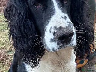 English Springer Spaniel dogs Solid Black and white traditional springer in Tavistock - Advert 2