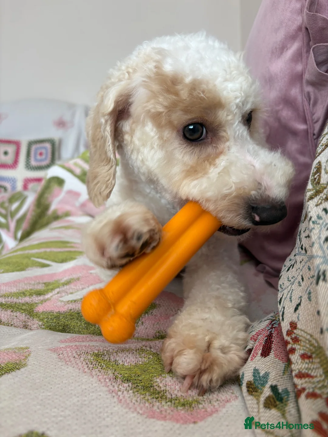 Poochon dogs for sale: Barney 10-Month-Old Male Poochon  in Carrickfergus - Advert 3