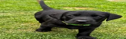 Labrador Retriever dogs for sale: Puppies  in Wrexham - Advert 7
