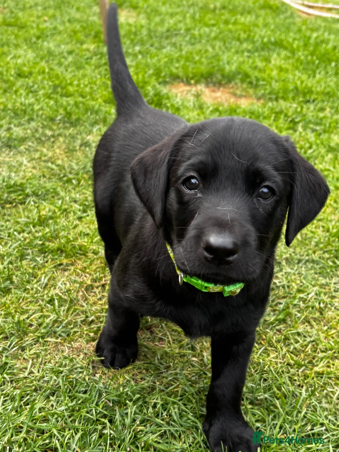 Labrador Retriever dogs for sale: Puppies  in Wrexham - Advert 7
