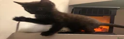 Mixed Breed cats for sale: 4 beautiful baby kittens - Advert 9