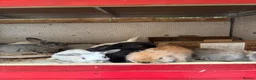 Mini Lop rabbits for sale: 🐰 Beautiful Mini Lop Baby Bunnies– Ready to go 🐰 - Advert 2