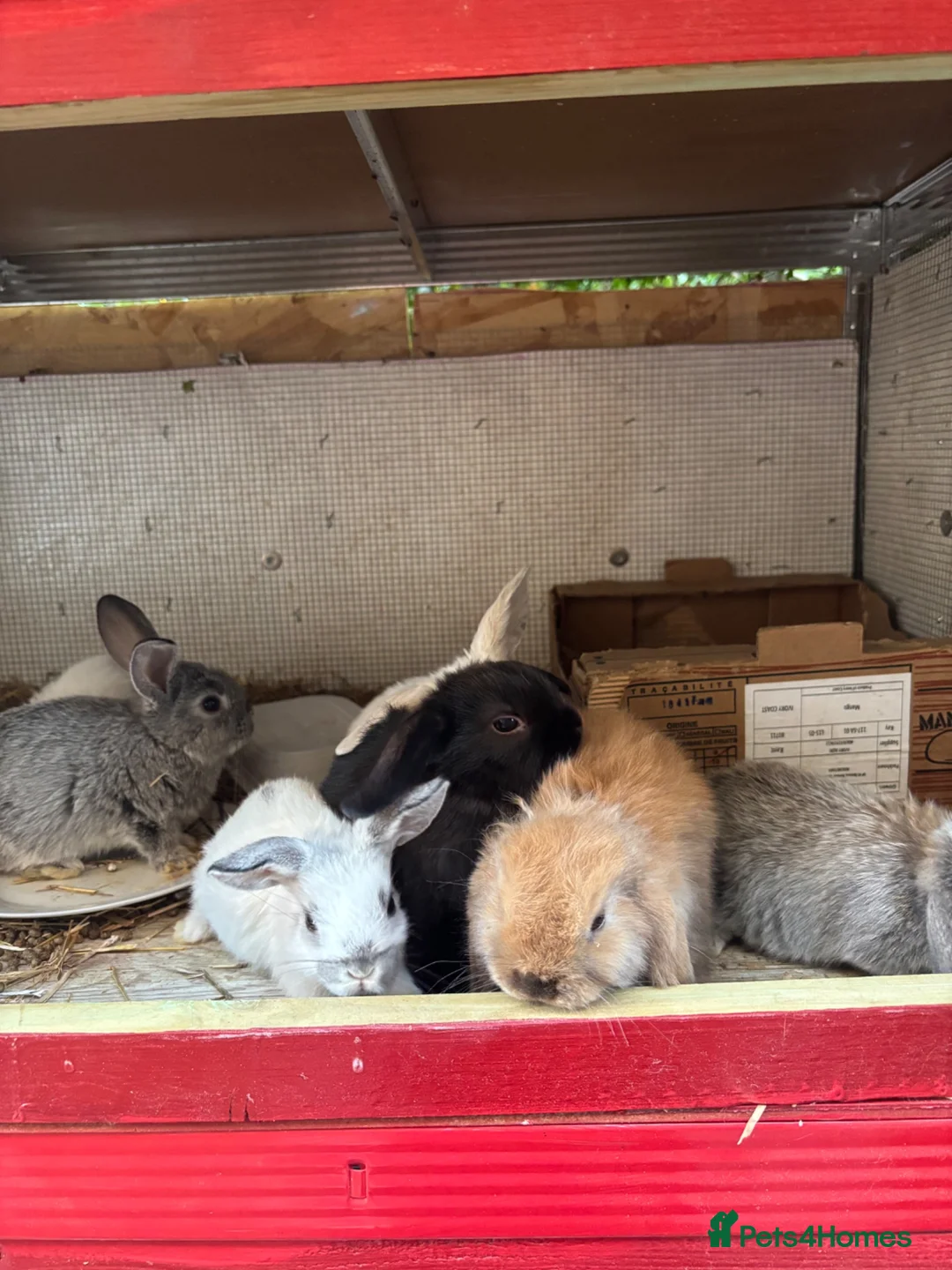 Mini Lop rabbits for sale: 🐰 Beautiful Mini Lop Baby Bunnies– Ready to go 🐰 - Advert 2