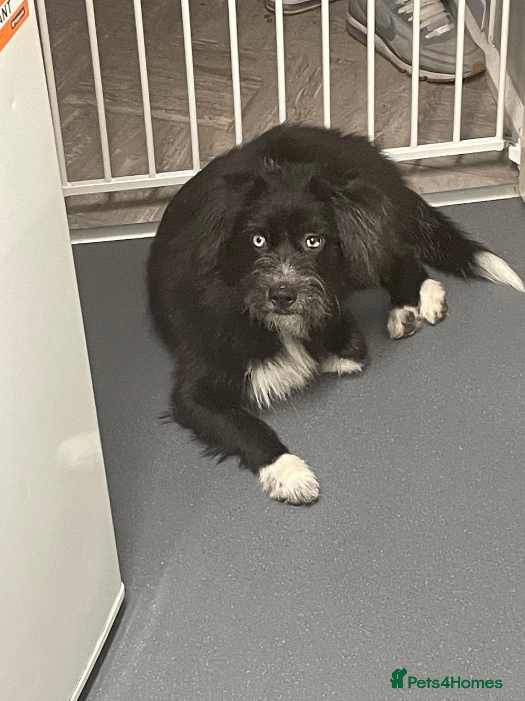 Mixed Breed dogs for sale: Collie x husky  - Advert 1