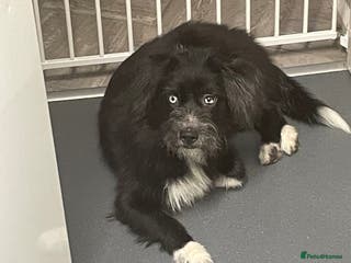 Mixed Breed dogs Collie x husky - Advert 1