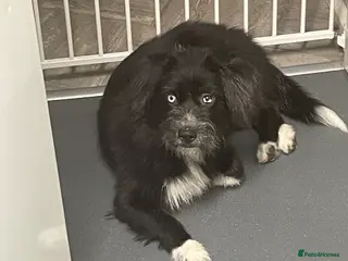 Mixed Breed dogs Collie x husky - Advert 11