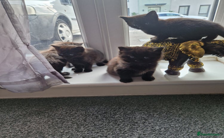 Bombay cats - Advert 11