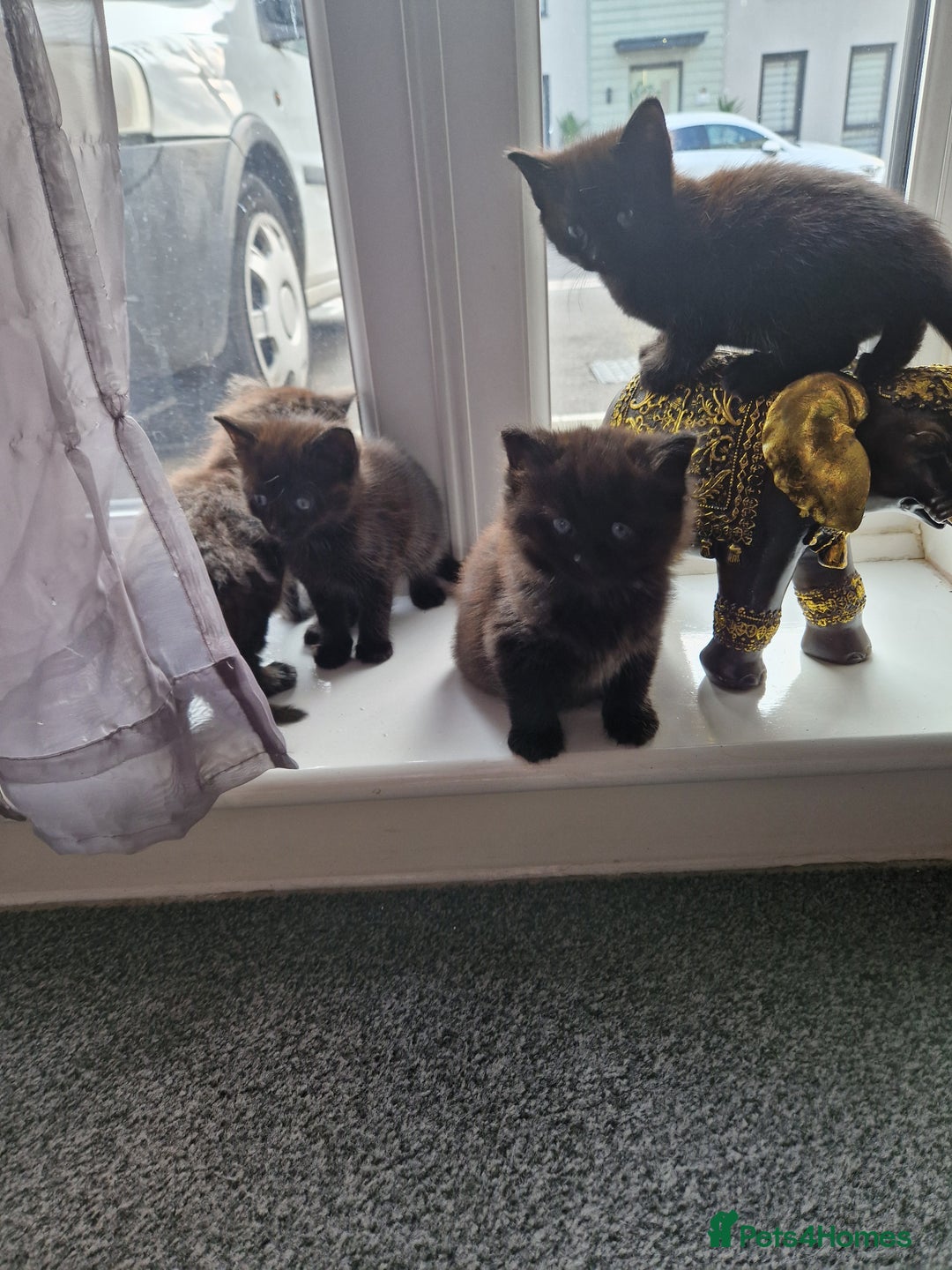 Bombay cats for sale: Bombay kittens - Image 1
