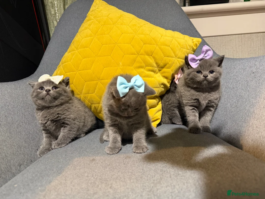British Shorthair cats for sale: British shorthair kittens  - Advert 2
