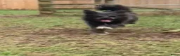 Mixed Breed dogs for adoption: Trev for adoption 4 years old  - Advert 7