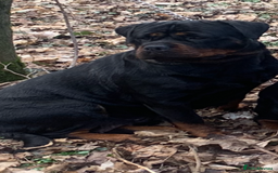 Rottweiler dogs for sale: 🐶two girls Full German kc pups for sale! 🐶🐾 - Advert 8