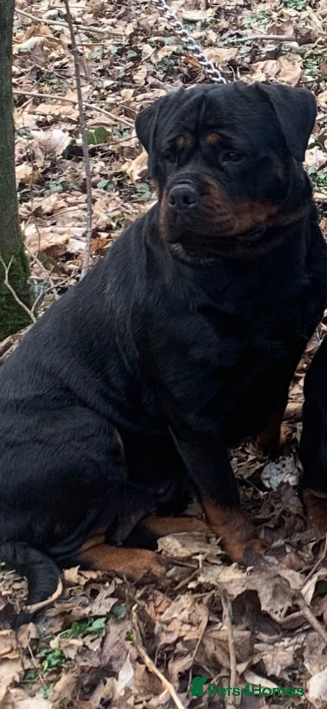 Rottweiler dogs for sale: 🐶two girls Full German kc pups for sale! 🐶🐾 - Advert 8