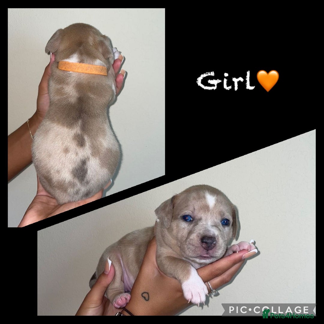 Mixed Breed dogs for sale: Ready to leave Staff x bulldog puppies  - Image 8