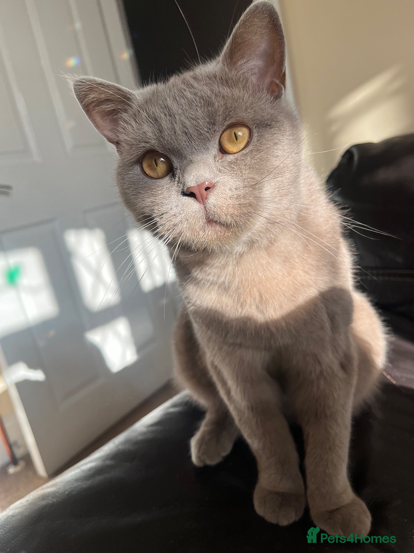British Shorthair cats Male Lilac British Shorthair - Advert 1