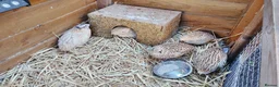 Quail poultry for sale: 5 Female Coturnix Quails (Hens) in ELY - Advert 4