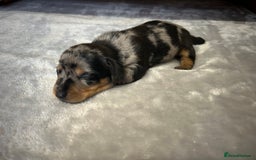 Miniature Dachshund dogs for sale: Miniature dachshund - Image 17