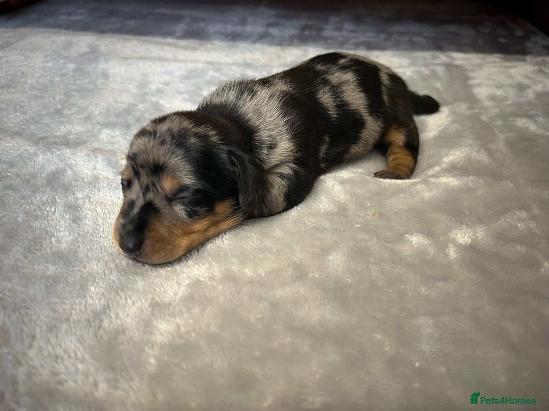 Miniature Dachshund dogs for sale: Miniature dachshund - Image 17