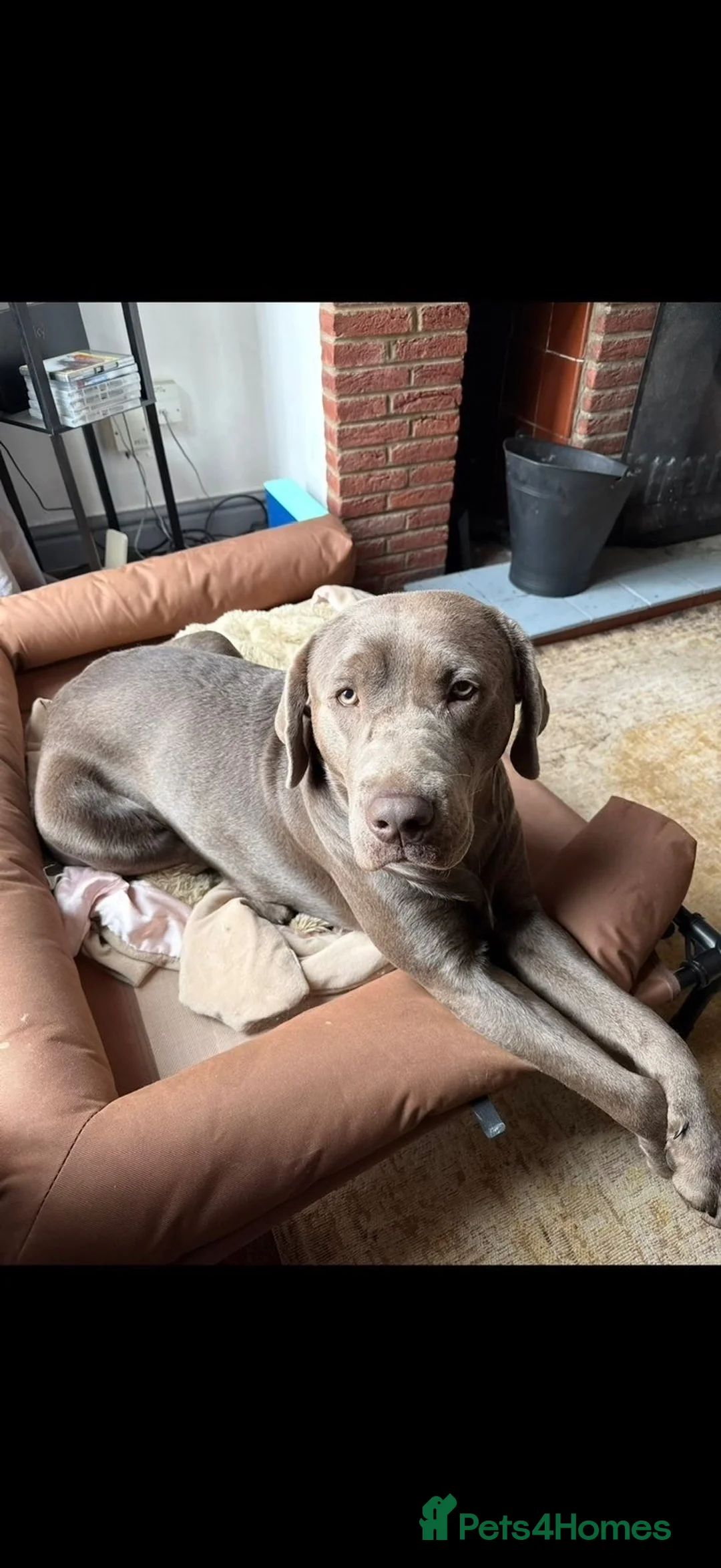 Mixed Breed dogs for stud: Silver Labrador Retriever X Cane Corso up for Stud - Advert 7