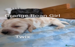 Cocker Spaniel dogs for sale: KC Show Cocker Spaniel pups  - Image 9