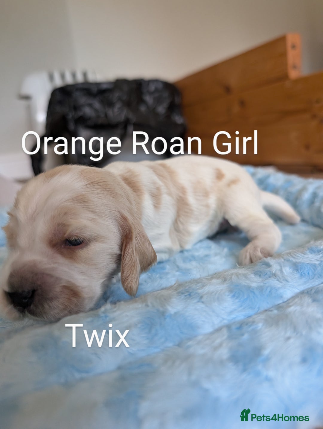 Cocker Spaniel dogs for sale: KC Show Cocker Spaniel pups  - Image 9