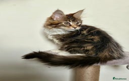 Maine Coon cats for sale: TICA Large Polydactyl Maine Coon Kittens - Image 1