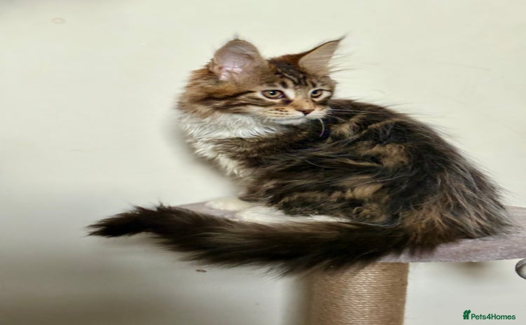 Maine Coon cats - Advert 4
