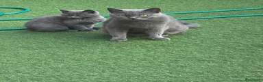 Scottish Fold Kitten 2