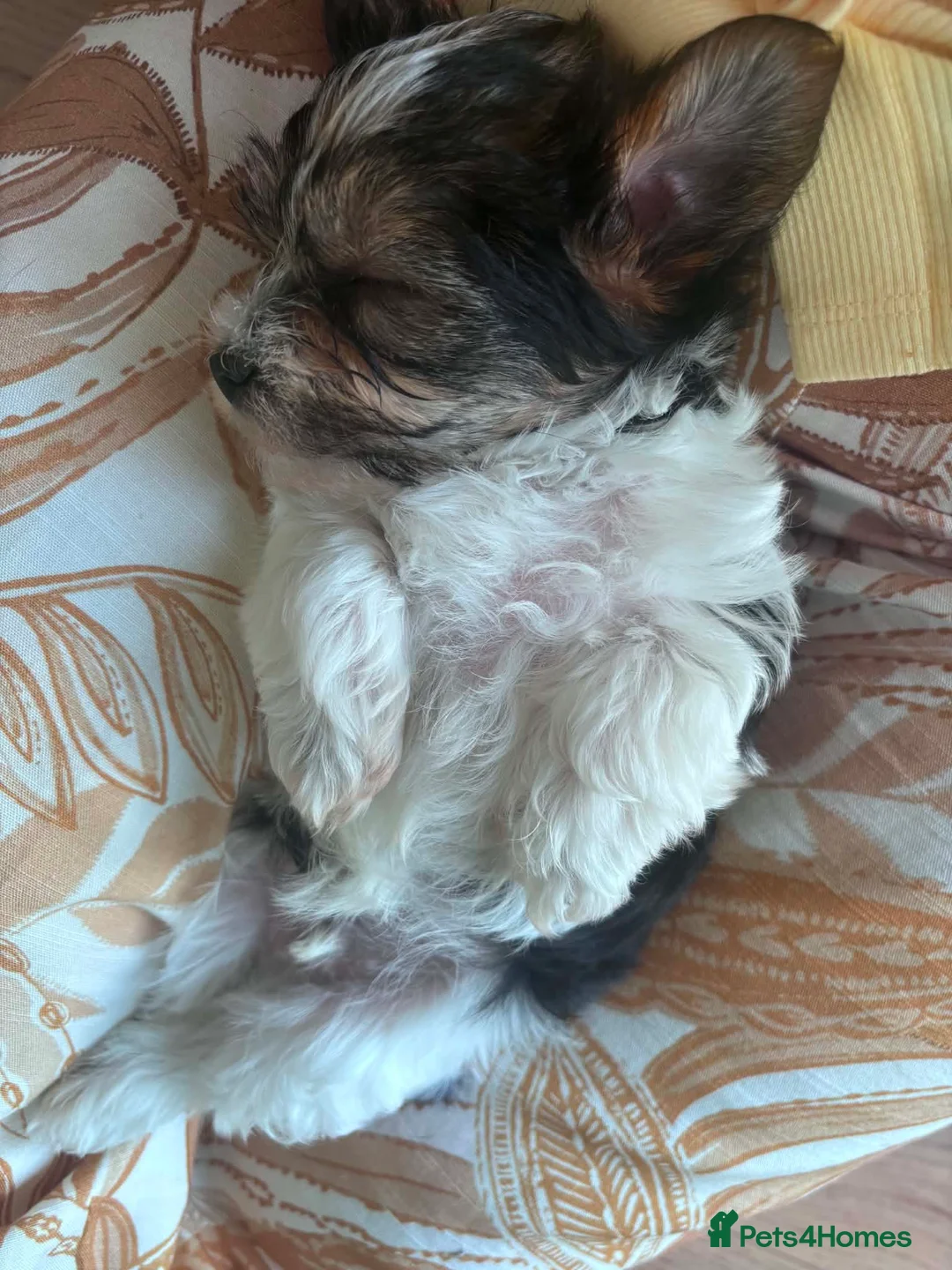 Yorkshire Terrier dogs for sale: Three Beautiful Little Yorkshire Terrier Puppies in Exeter - Advert 2