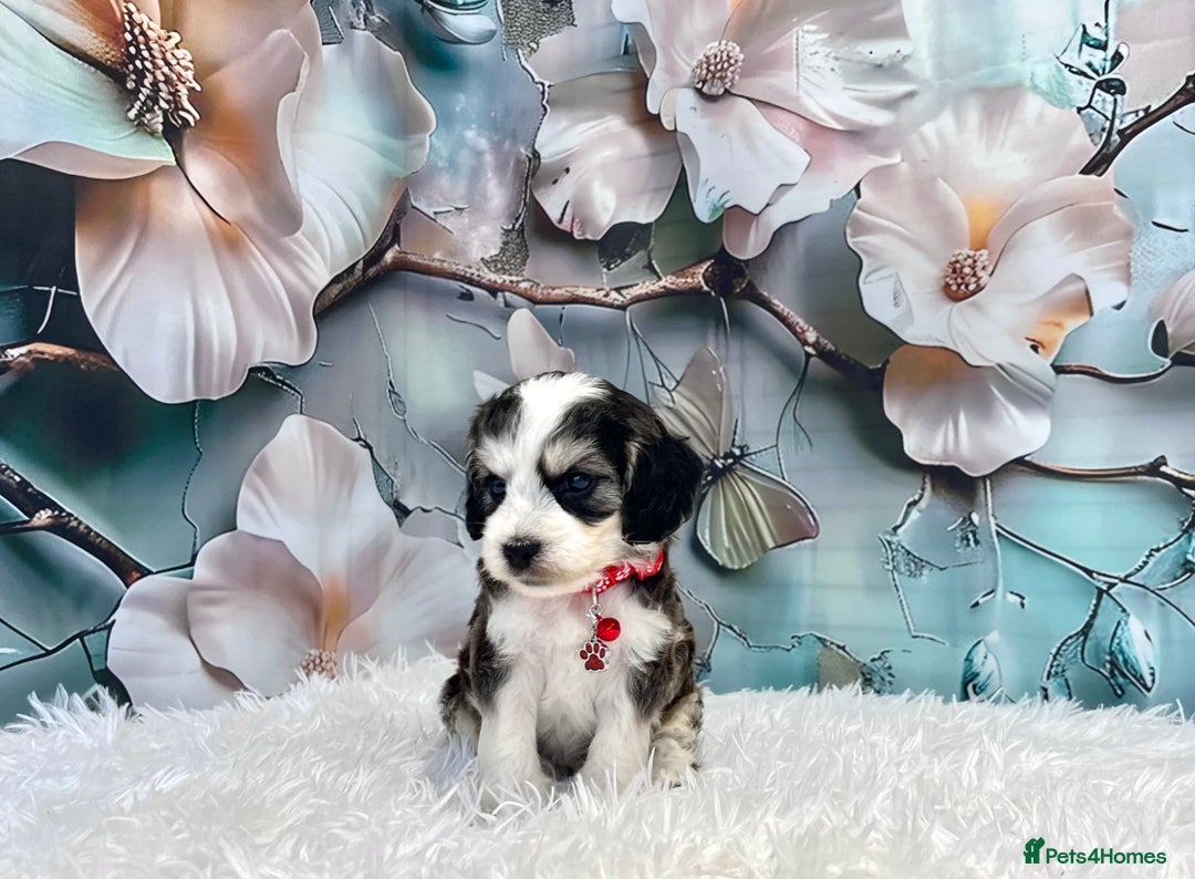 Cockapoo dogs for sale: ⭐️Rare Silver Phantom DNA CLEAR Mini F1 Cockapoos - Image 18
