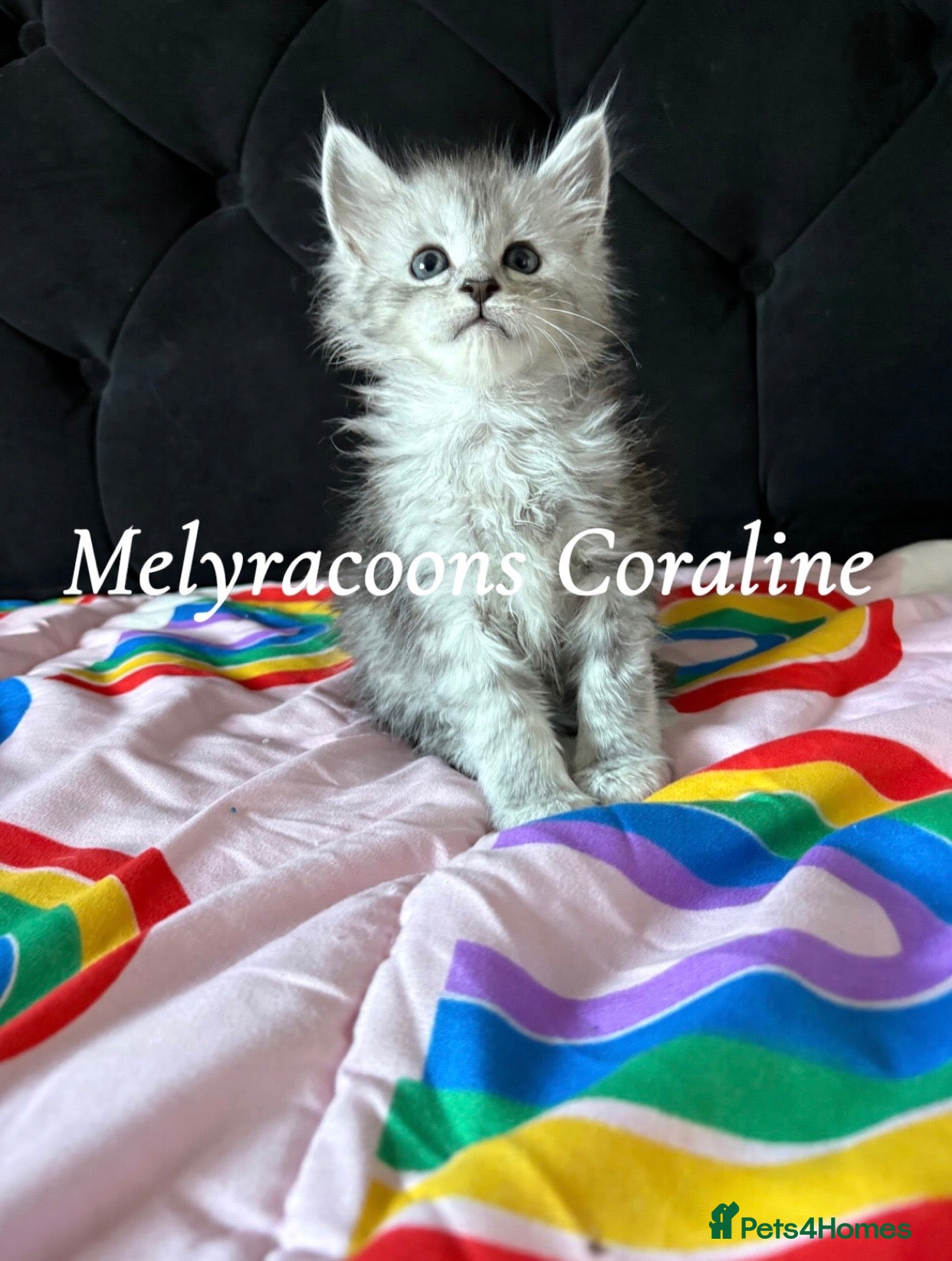 Maine Coon cats ⭐Mainecoon kittens-Champion lines⭐  - Advert 1