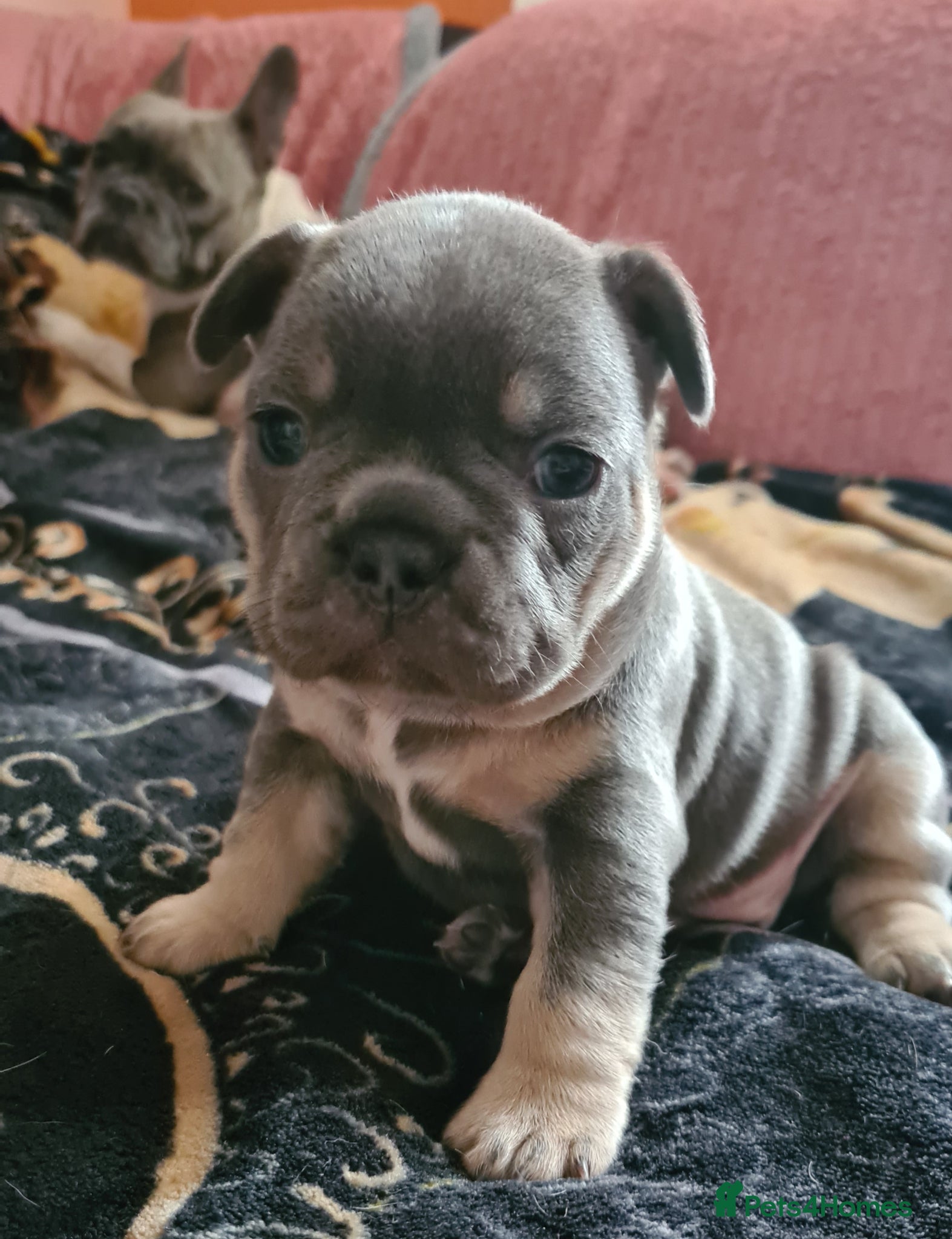 French Bulldog dogs for sale: French bulldogs - Advert 9