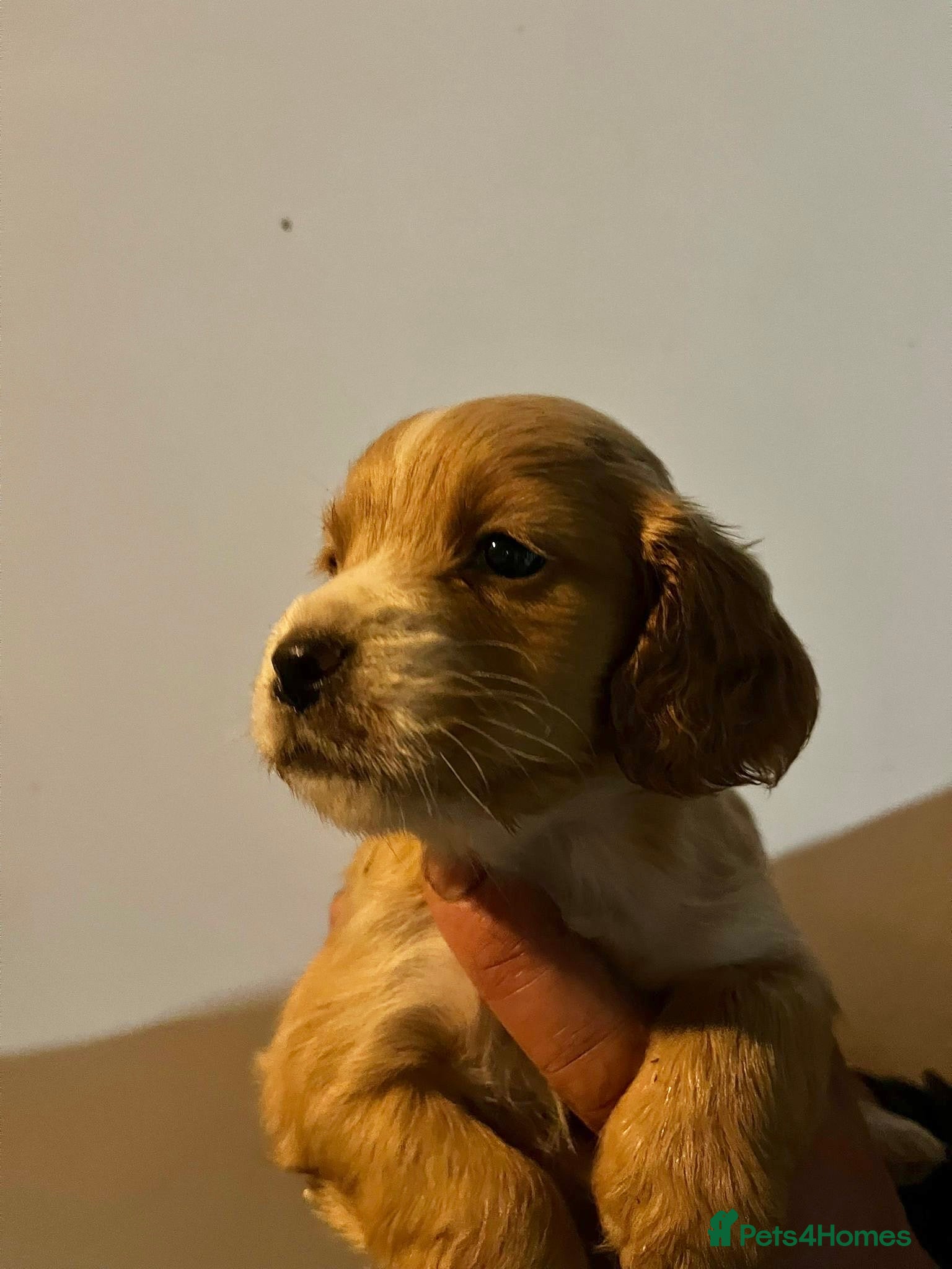 Mixed Breed dogs Cavalier x cocker spaniel pups - Advert 1