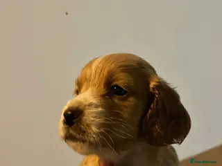Mixed Breed dogs Cavalier x cocker spaniel pups - Advert 1