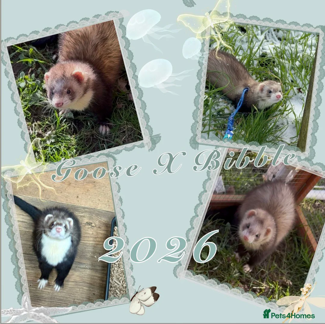 Ferret rodents for sale: ANGELICFERRETS IS BACK - Advert 2