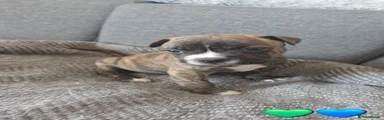 Male 1