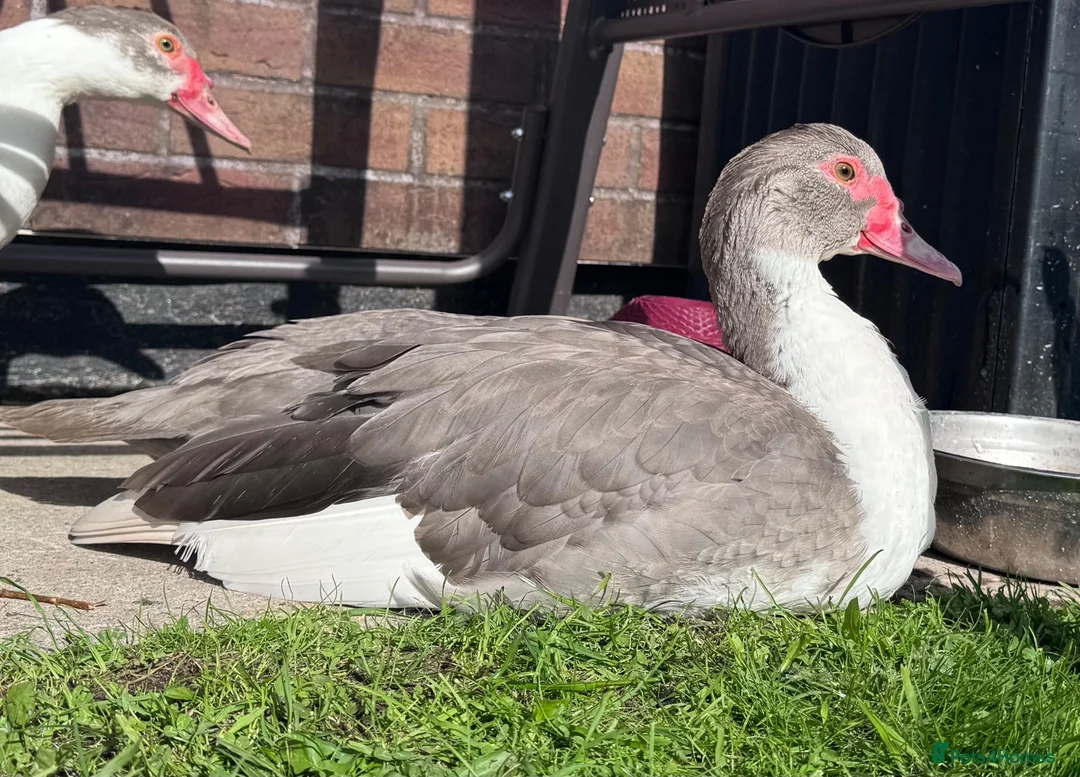 Ducks poultry for sale: GREY MUSCOVY DUCKS - very friendly - Advert 2