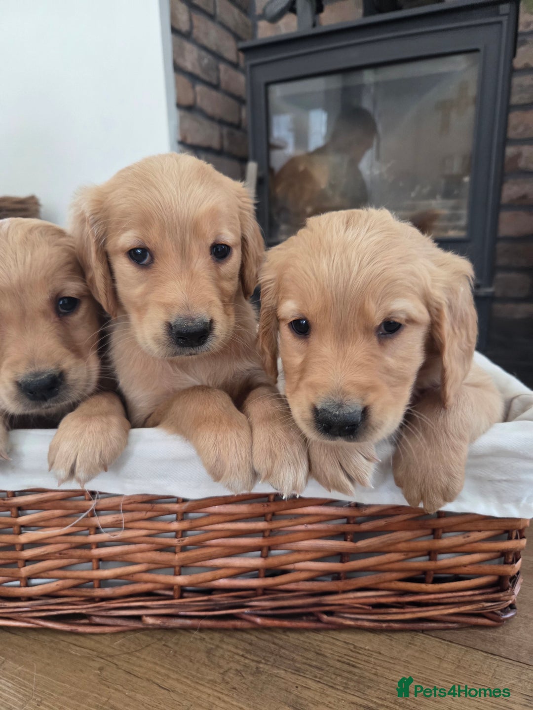 Golden Retriever dogs for sale: 🧡 dark red working Golden Retriever puppies 🧡 - Image 7