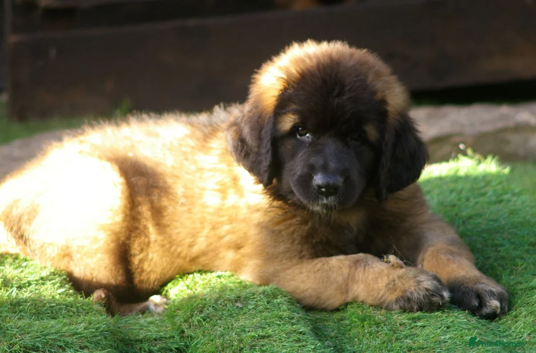 Leonberger dogs for sale: Leonberger Puppies - Advert 1