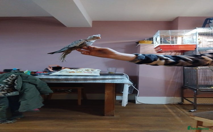 Cockatiels birds 12 week old Pearl Cockatiel - Advert 1