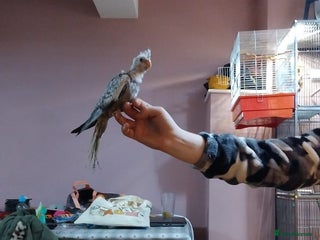 Cockatiels birds for sale: 12 week old Pearl Cockatiel - Advert 1