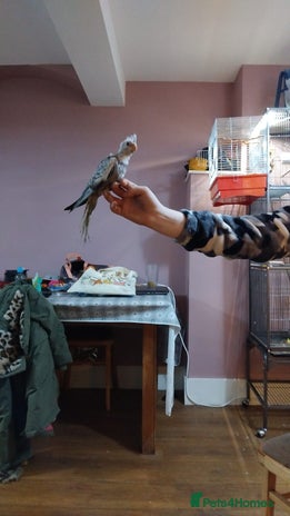 Cockatiels birds 12 week old Pearl Cockatiel - Advert 1