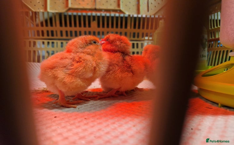 Chickens poultry - Advert 1