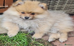 Mixed Breed dogs for sale: Ready now Pomeranian cross. ( Lapponian ) - Image 1