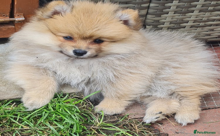 Mixed Breed dogs - Advert 1