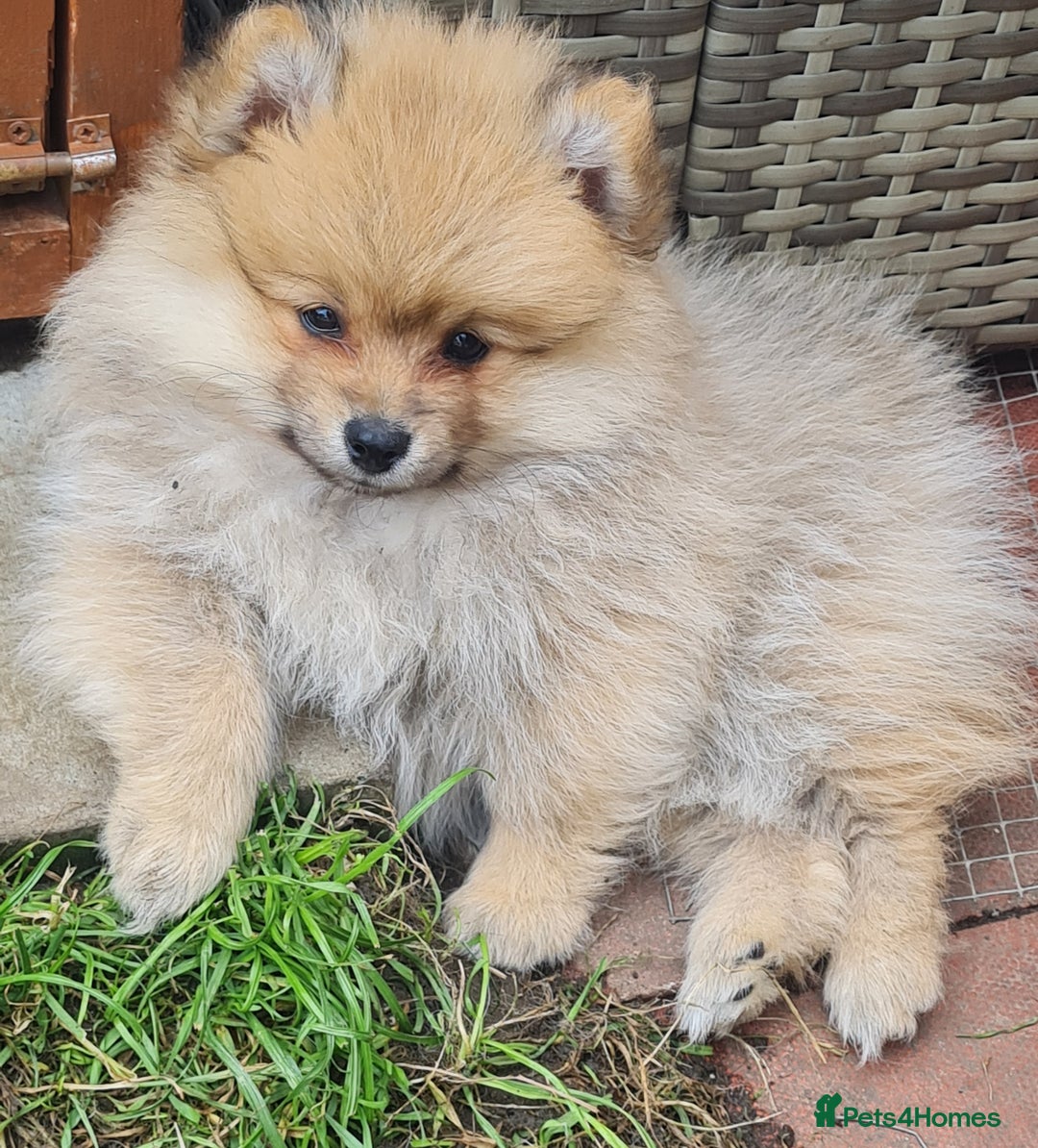 Mixed Breed dogs for sale: Ready now Pomeranian cross. ( Lapponian ) - Image 1