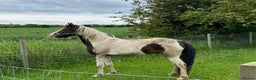 Welsh Section B horses for sale: Pony for Sale  - Advert 1
