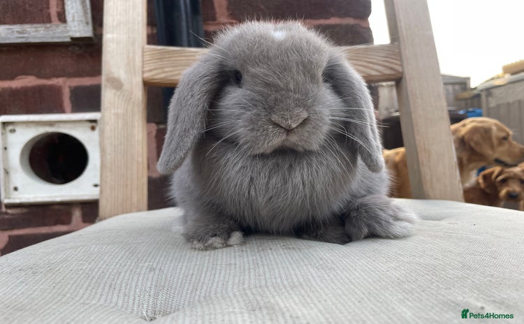 Mini Lop rabbits - Advert 13