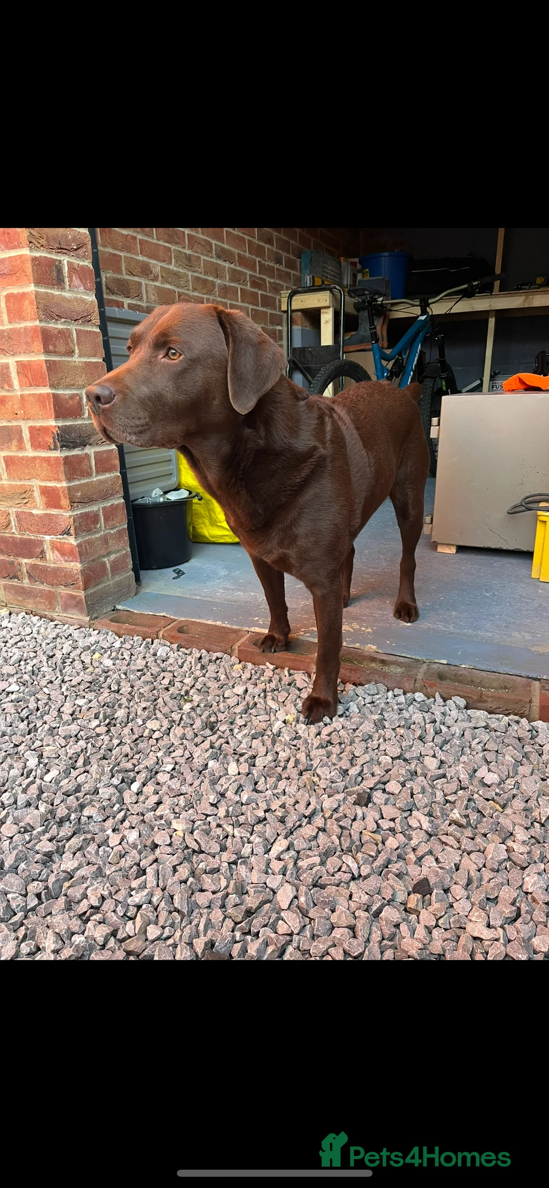 Labrador Retriever dogs for stud: Chocolate Labrador Stud - Advert 4
